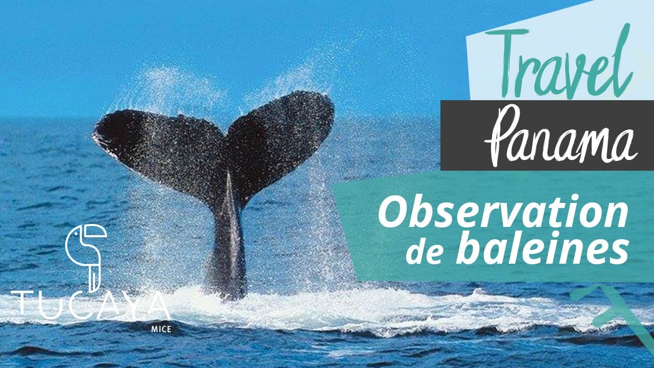 Tucaya Travel, Panama  | Observation des baleines, Golfe de Chiriqui