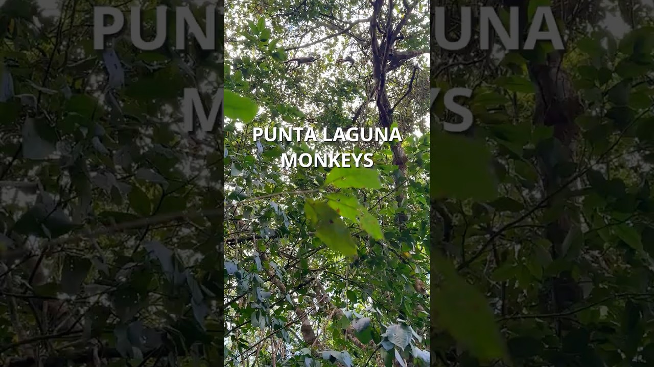 Punta Laguna Monkeys – Jungle Adventure in a Maya Community 🐒🌿