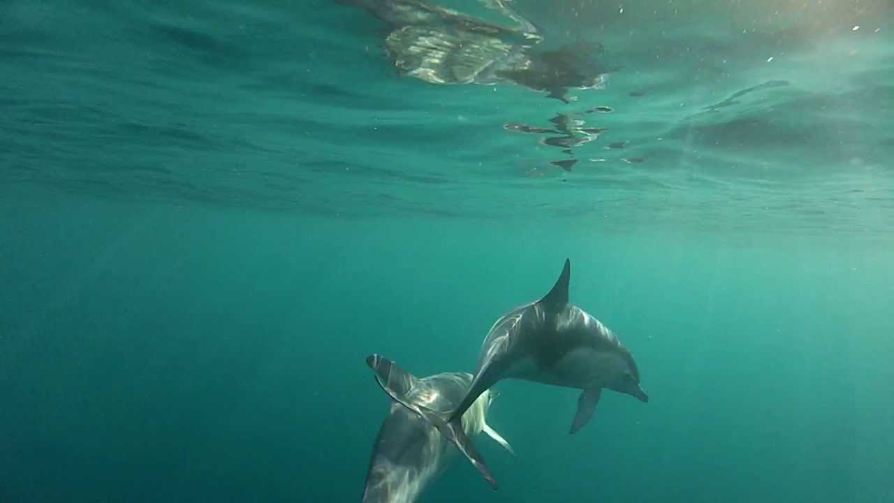 Dauphins &agrave; l