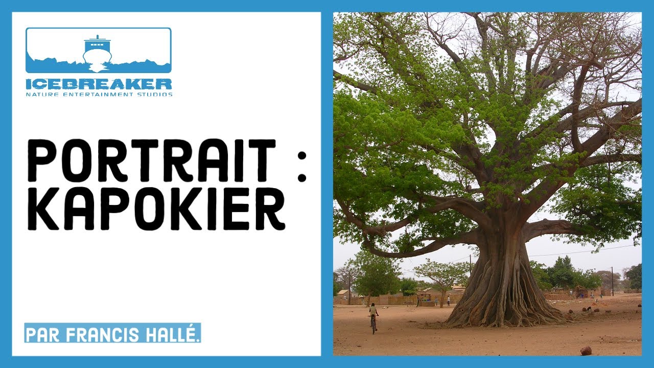 Portrait de plantes : Ceiba Pentandra "Kapokier", l