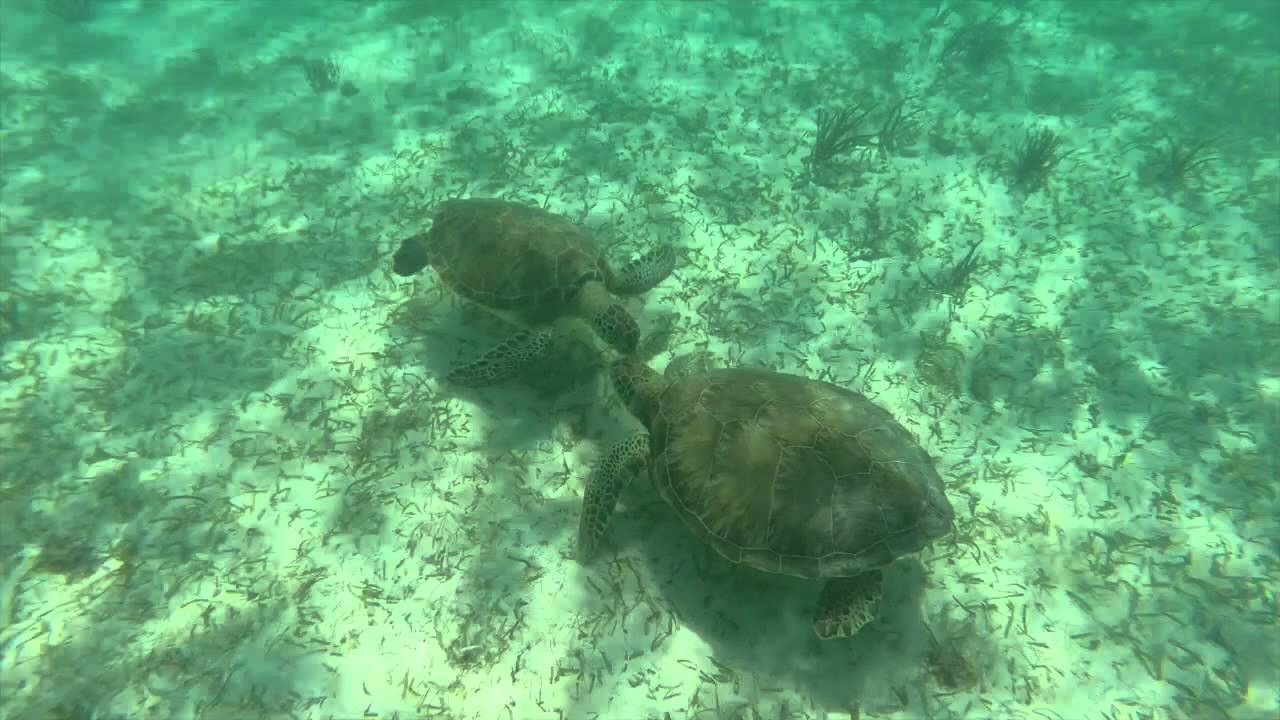 Tortue Akumal Yucatan Mexique