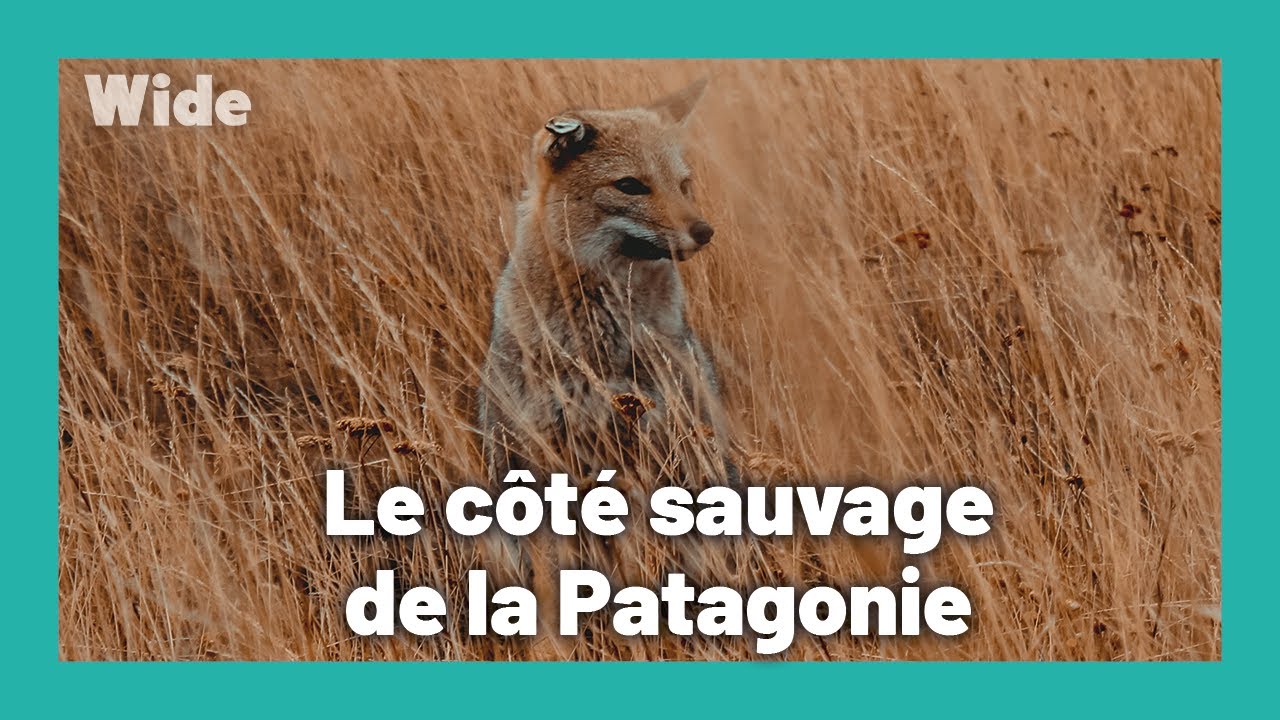 Se fondre dans la nature chilienne I WIDE