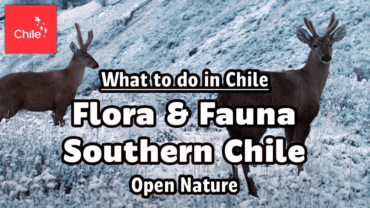 What to do in Chile: Flora & Fauna Southern Chile - Open Nature
