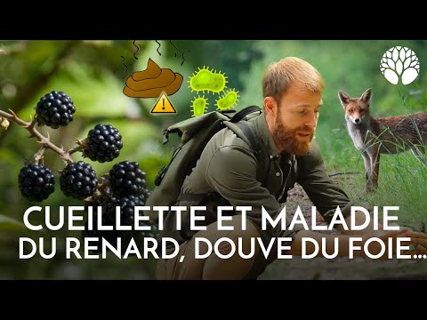 Cueillette et parasites : maladie du renard, douve du foie...