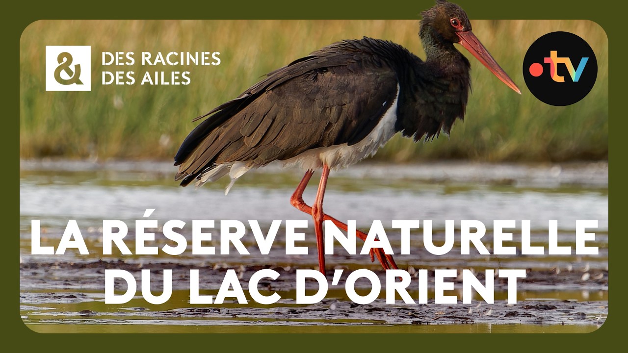 Le lac d’Orient, un réservoir devenu refuge pour la biodiversité