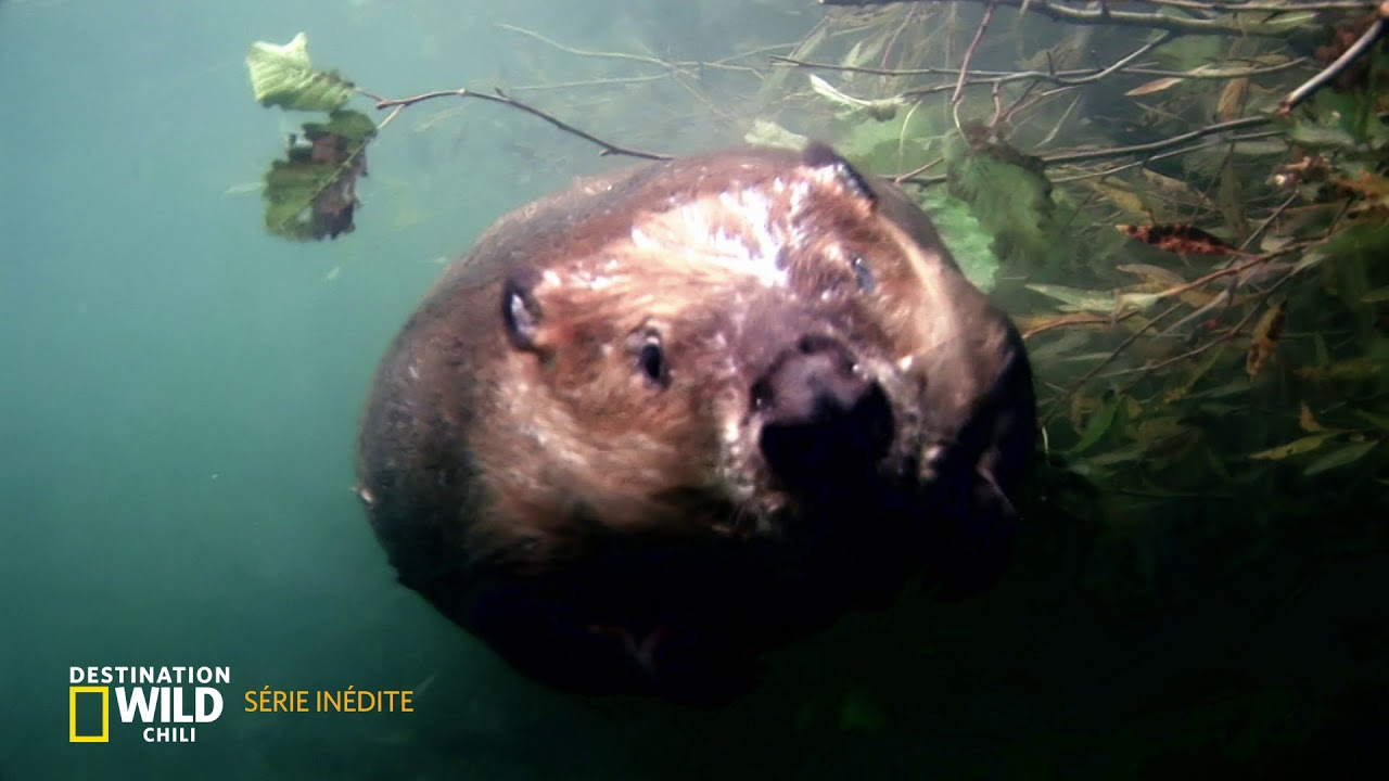 Destination Wild : Chili