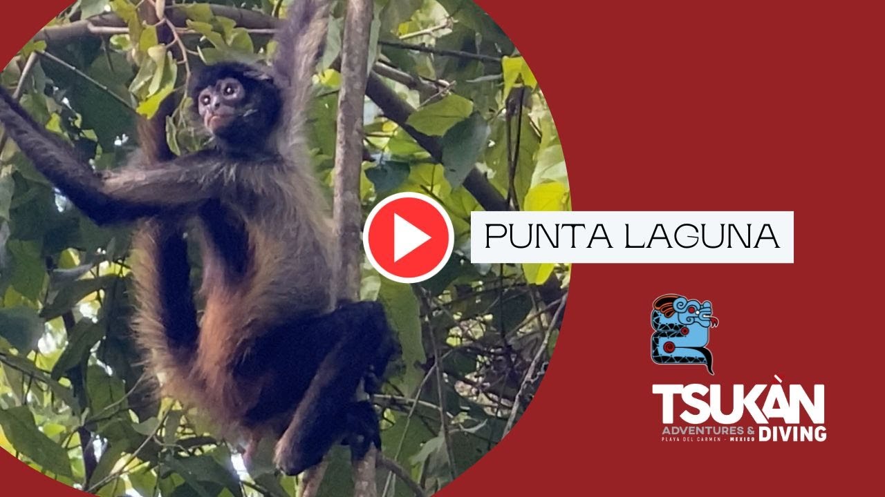 Punta laguna tour, spider monkey reserve
