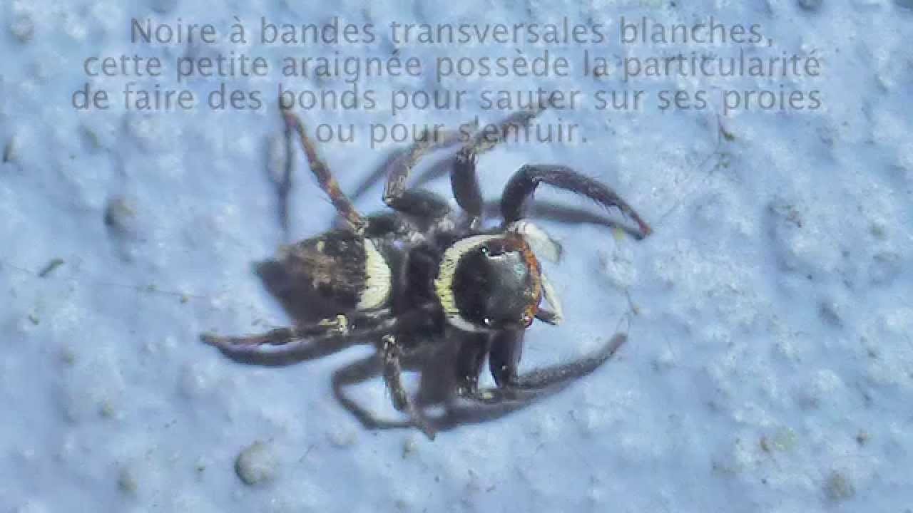 Quelques araignées de l'ïle de La Réunion (par C. Aimar et M. Delarue)