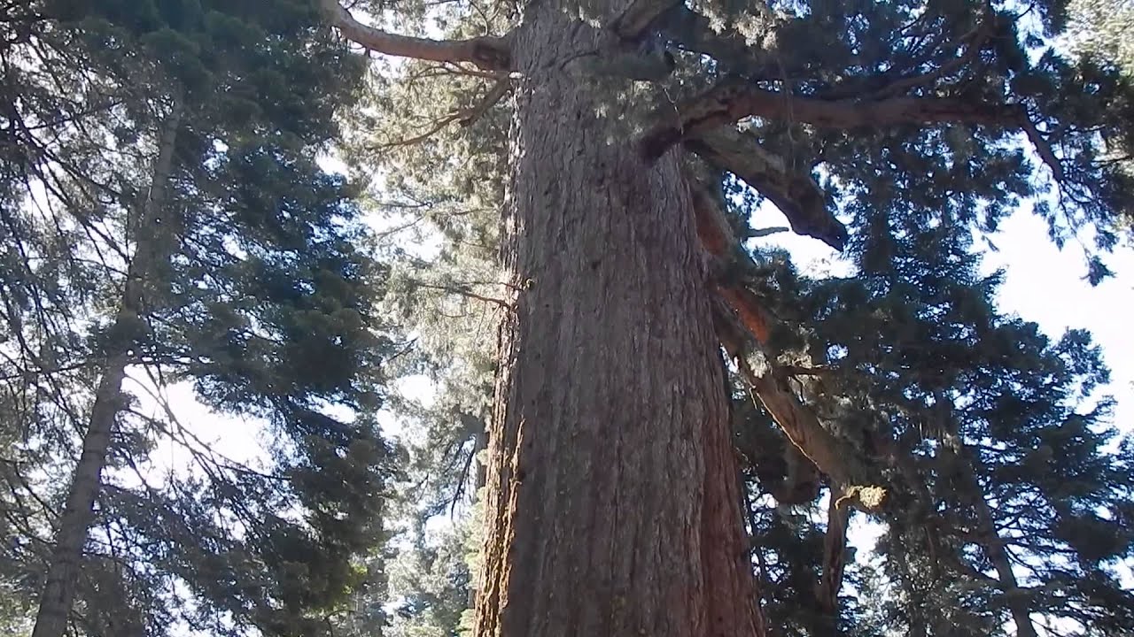 Grizzly Giant Sequoia - Mariposa Grove - Yosemite National Park