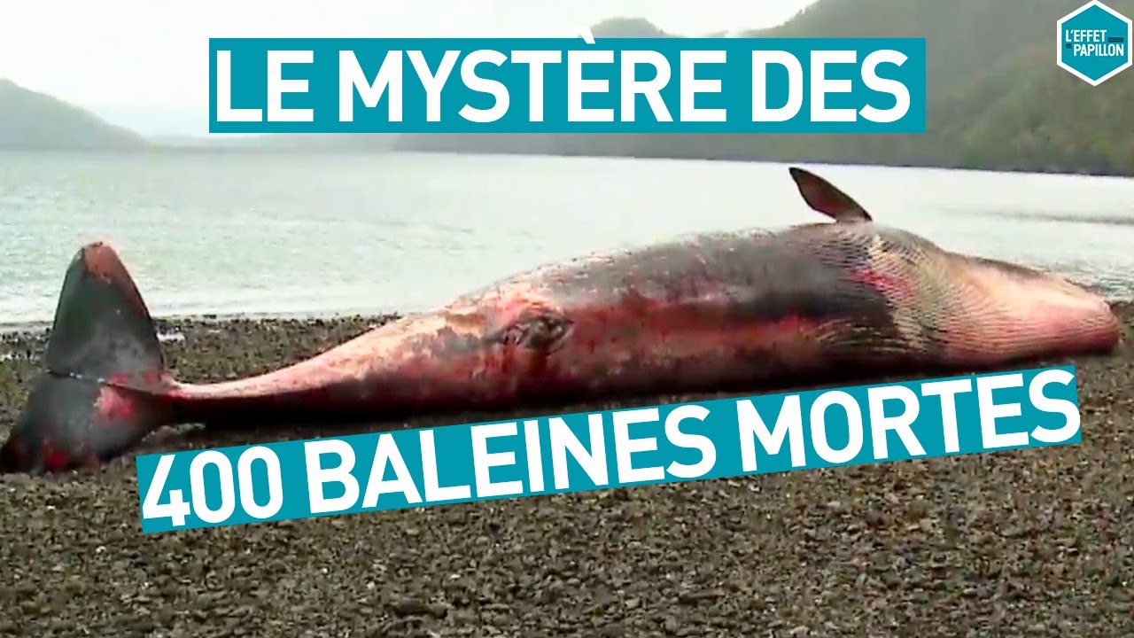 LA MORT MYST&Eacute;RIEUSE DE 400 BALEINES (Chili) - L