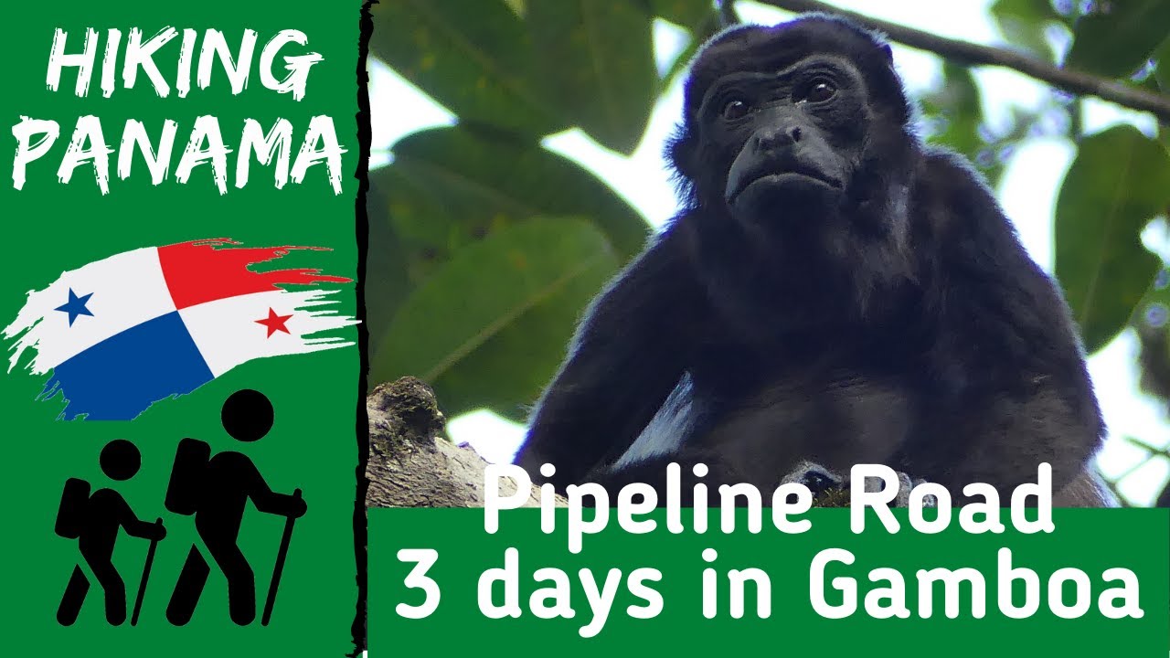 Hiking in Panama: AMAZING WILDLIFE of Pipeline Road, Gamboa
