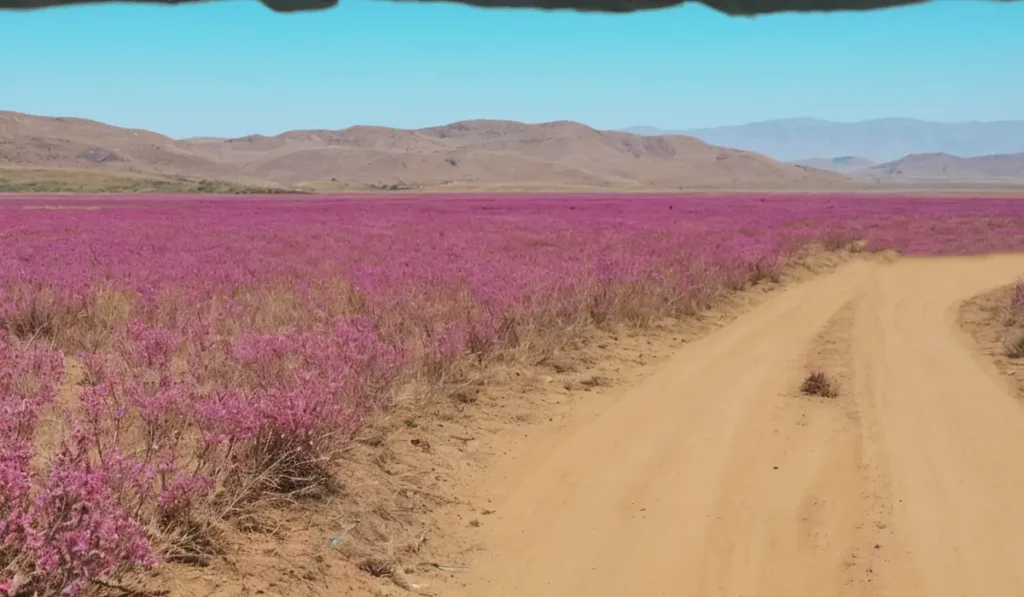 Floraison desert atacama