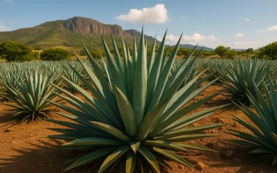 Agave du Mexique : plante sacrée, trésor ancestral du mezcal et de la tequila
