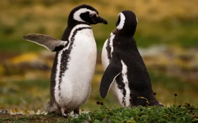 Rencontrer les pingouins au Chili : les meilleures destinations pour les observer
